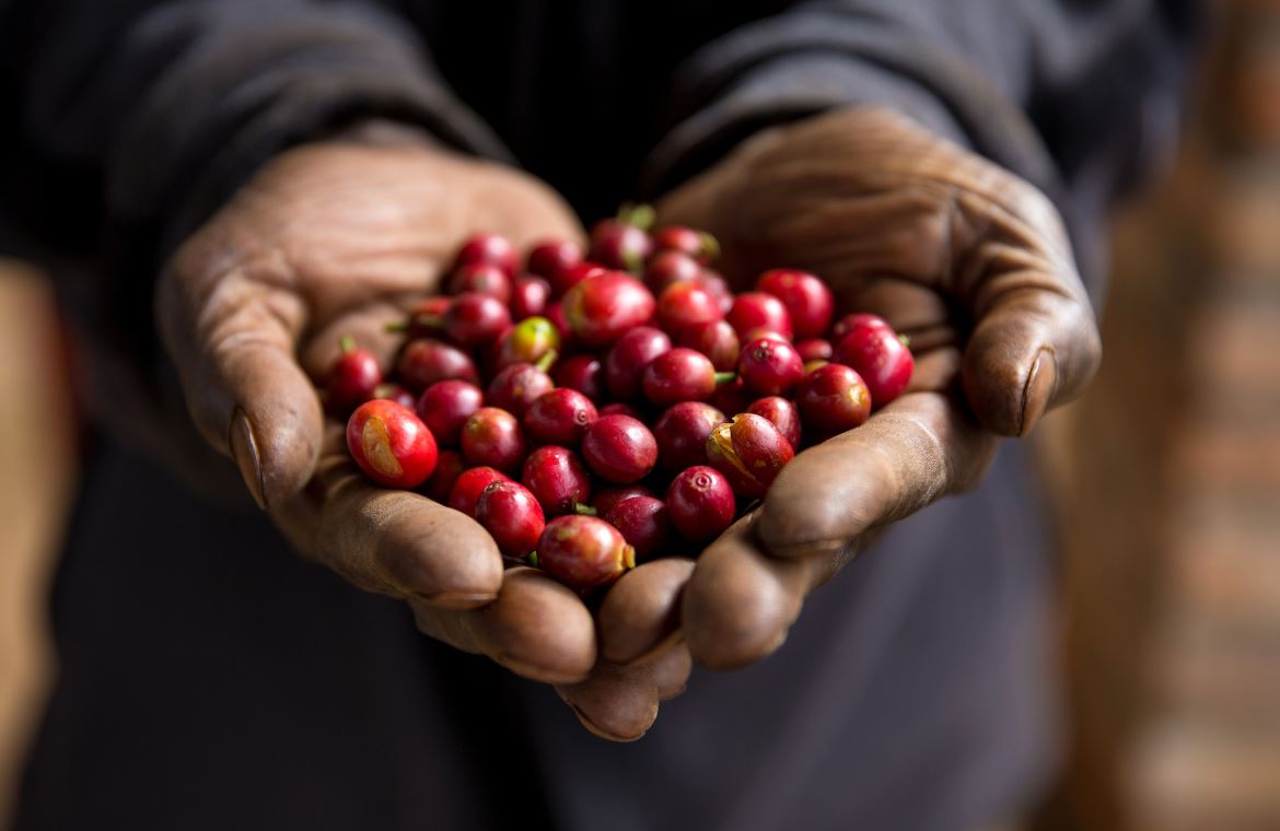 Starbucks to pilot ‘bean to cup’ traceability | Starbucks Newsroom